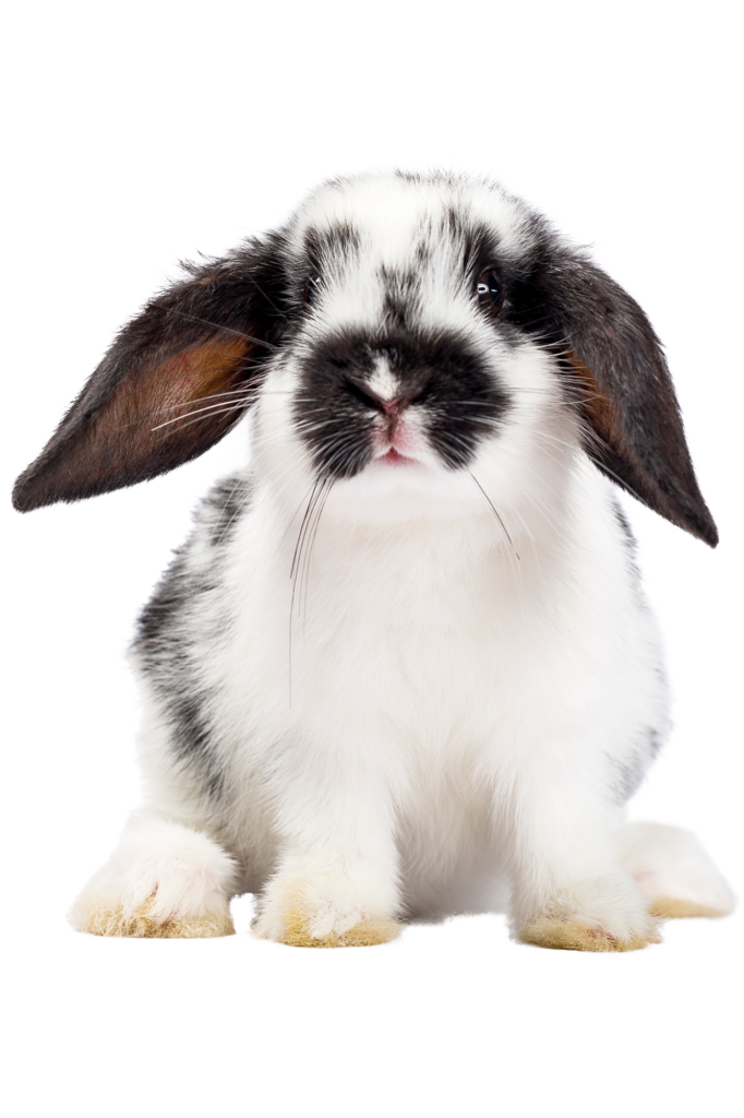 Exotic Pet Care - Boca Palms Animal Hospital